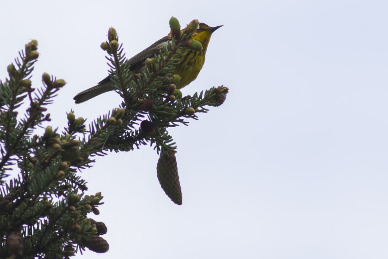 Cape May Warbler