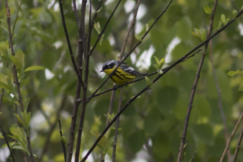 Magnolia Warbler