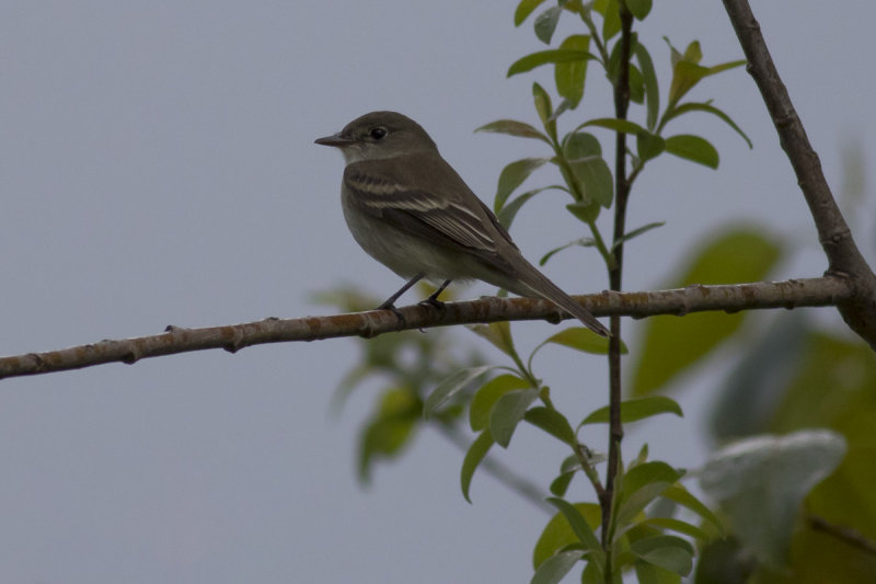 Alder Flycatcher