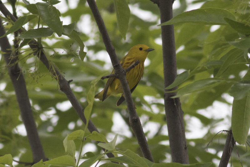 Yellow Warbler