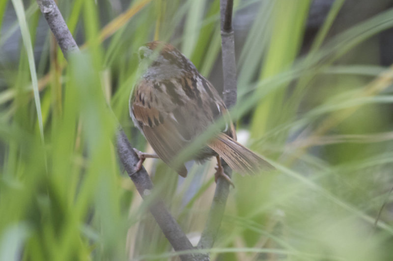 Swamp Sparrow