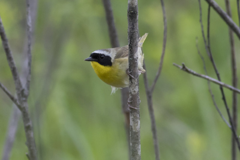Common Yellowthroat
