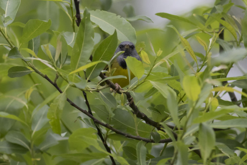 Mourning Warbler
