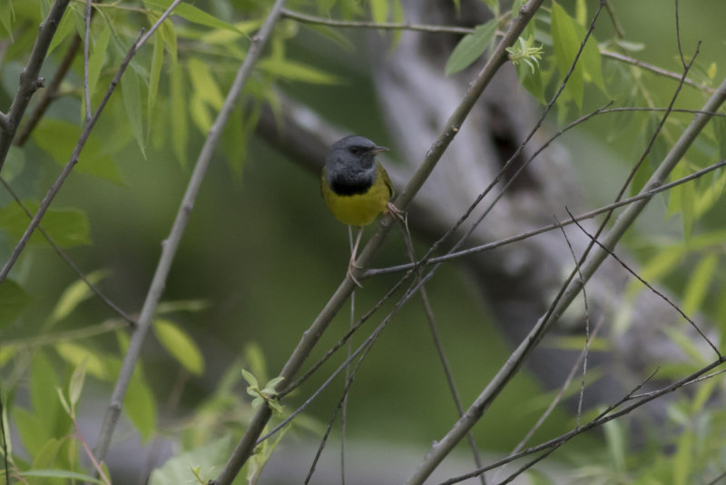 Mourning Warbler