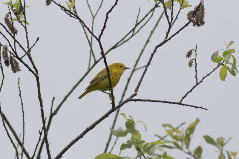 Yellow Warbler