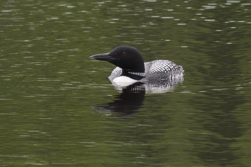 Common Loon
