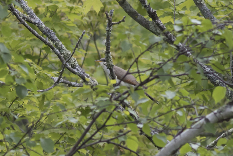 Yellow-billed Cuckoo