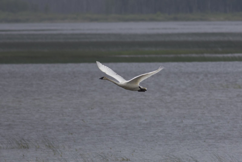 Trumpeter Swan