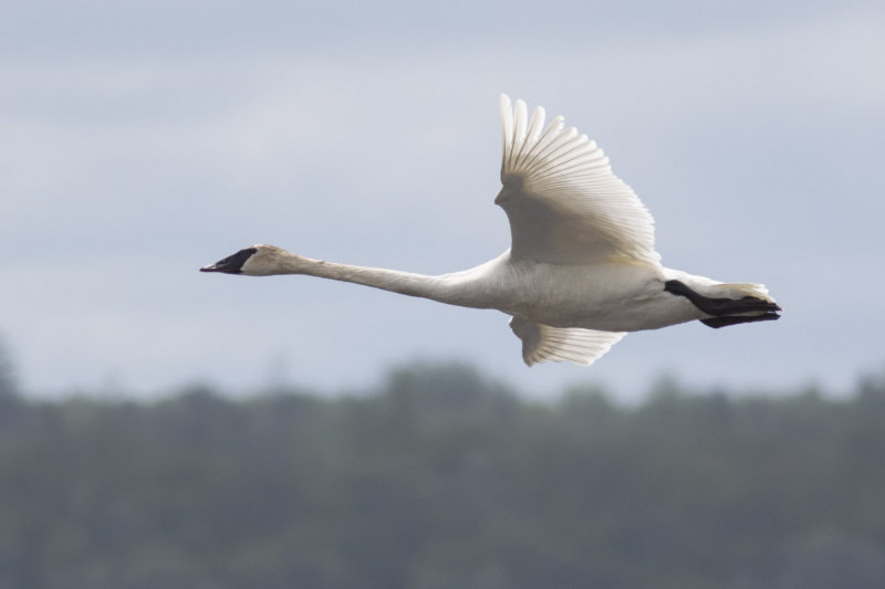 Trumpeter Swan