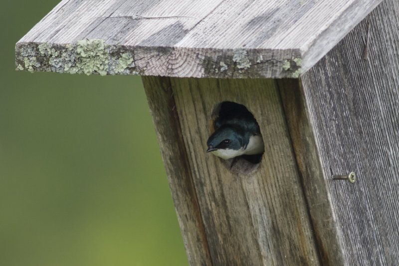 Tree Swallow