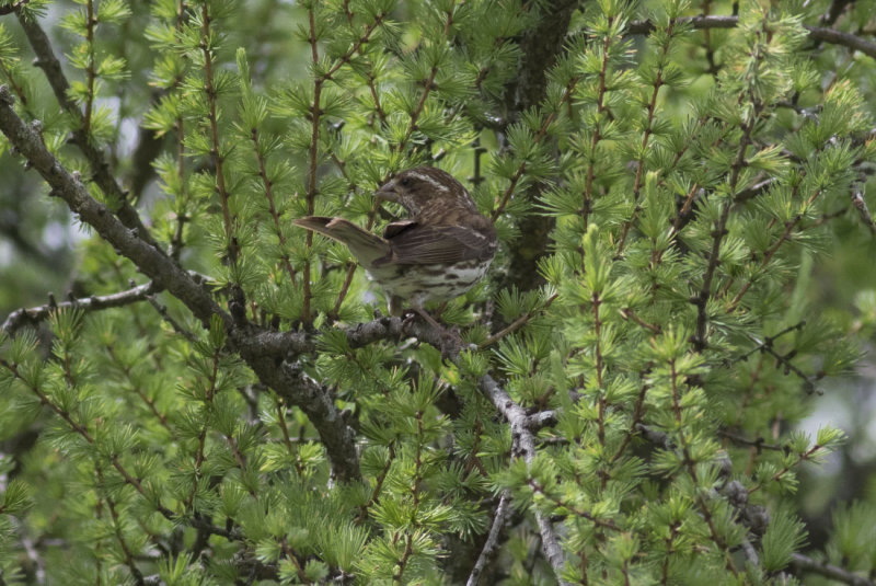 Purple Finch