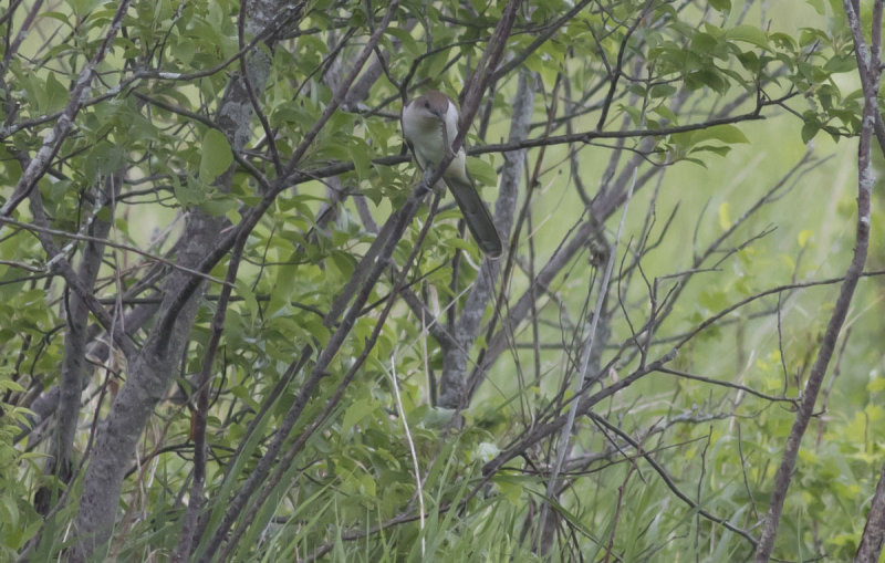 Black-billed Cuckoo