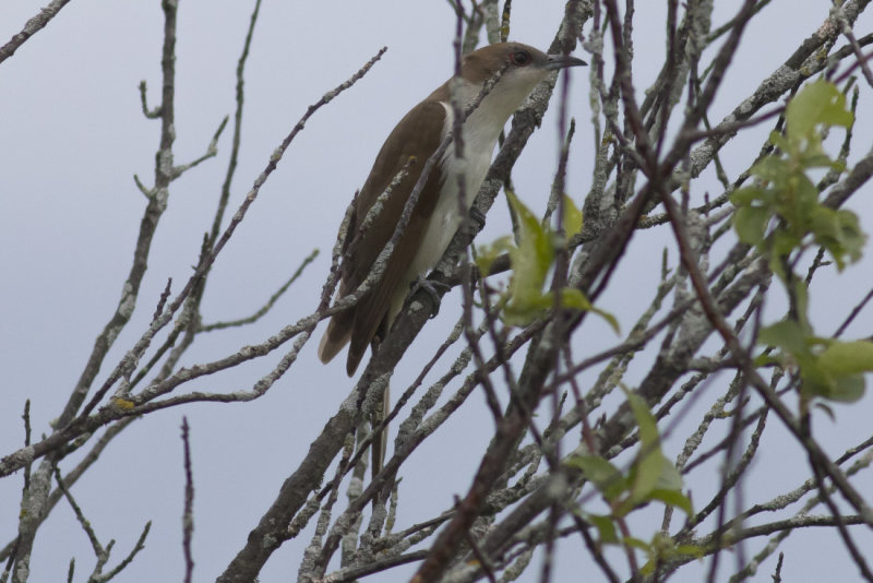 Black-billed Cuckoo