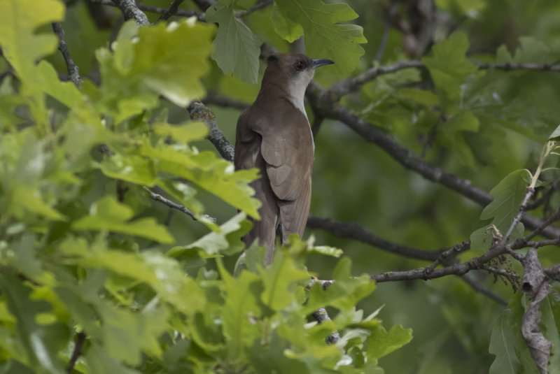 Black-billed Cuckoo