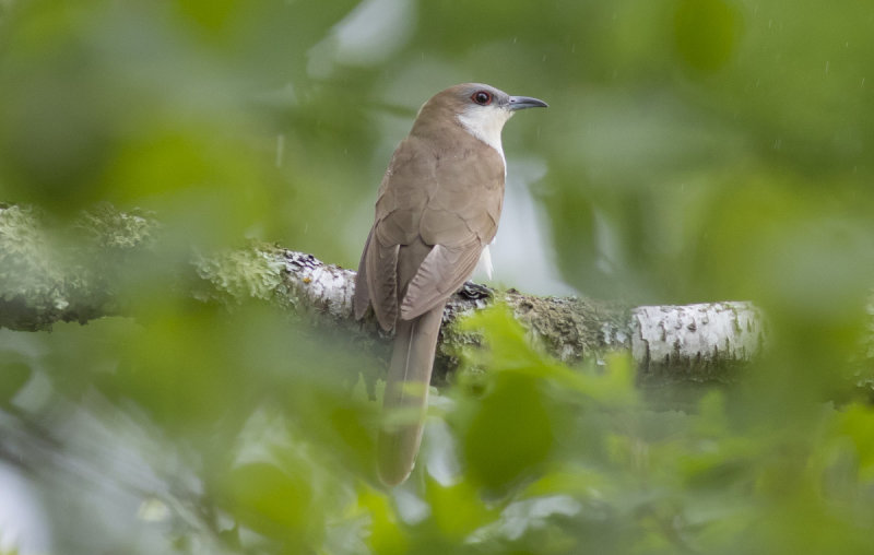 Black-billed Cuckoo