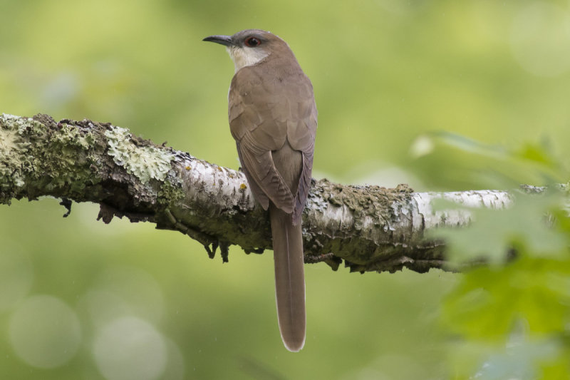 Black-billed Cuckoo