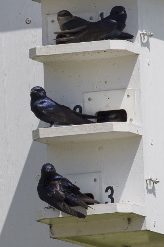 Purple Martins