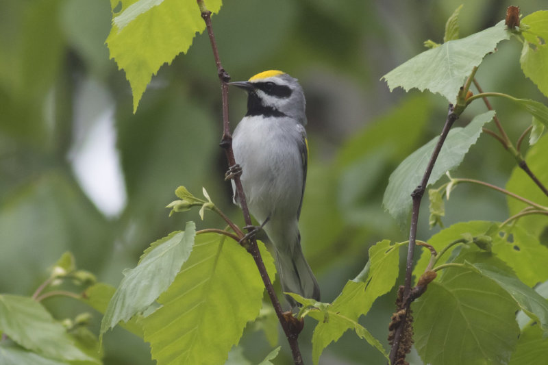 Golden-winged Warbler
