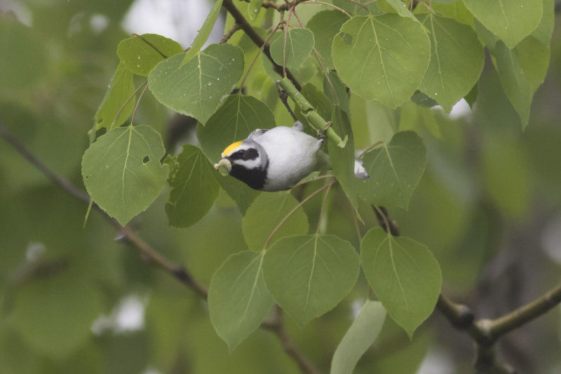 Golden-winged Warbler