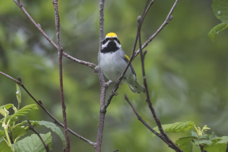 Golden-winged Warbler