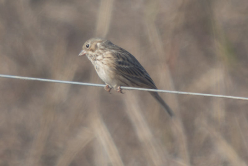 Vesper Sparrow
