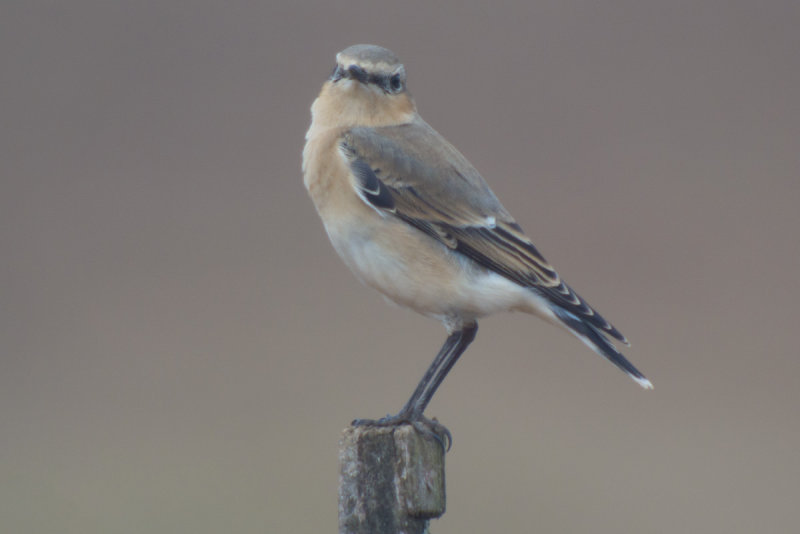 Northern Wheatear