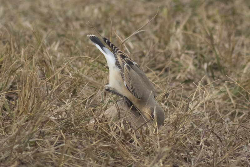Northern Wheatear