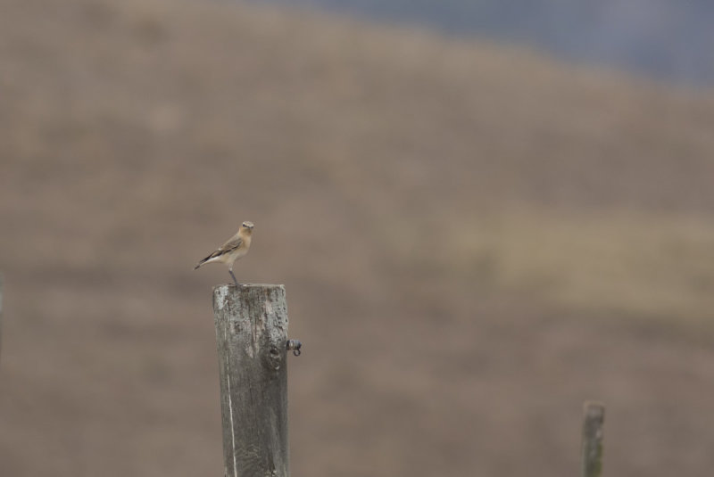 Northern Wheatear