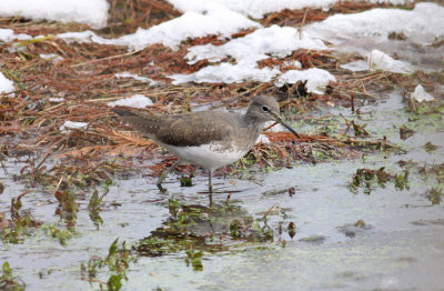 Green Sandpiper
