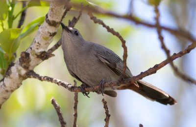 Gray Catbird