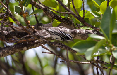 Black-and-white Warbler