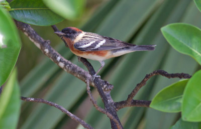 Bay-breasted Warbler