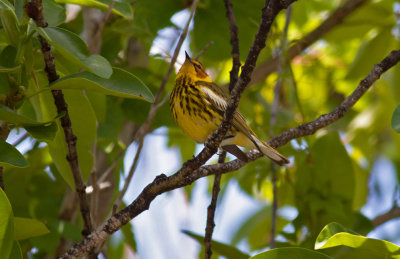 Cape May Warbler