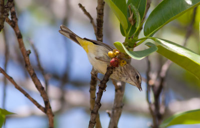 Palm Warbler