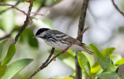 Blackpoll Warbler