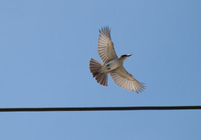 Gray Kingbird