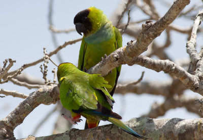 Nanday Parakeets
