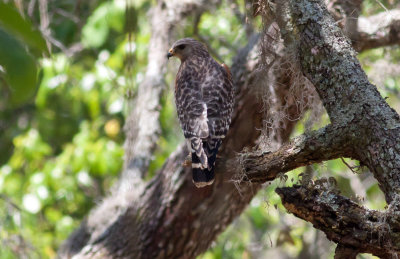 Red-shouldered Hawk