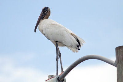 Wood Stork