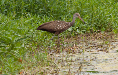 Limpkin