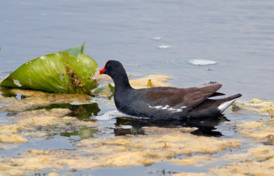 Common Gallinule