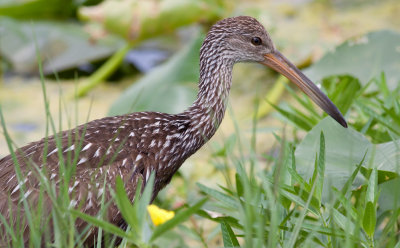 Limpkin