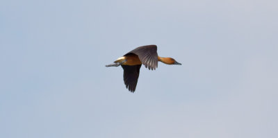 Fulvous Whistling-Duck