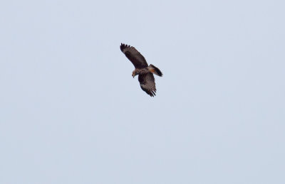 Snail Kite