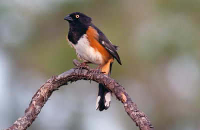 Eastern Towhee