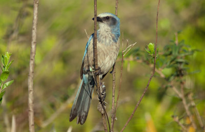 Florida Scrub-Jay