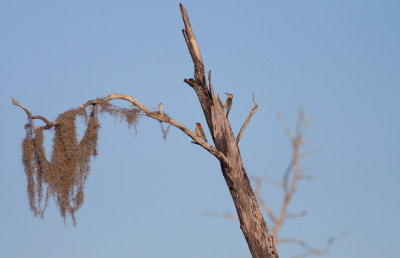 Red-bellied Woodpeckers