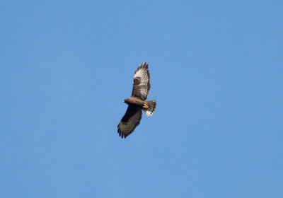 Short-tailed Hawk