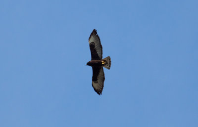 Short-tailed Hawk