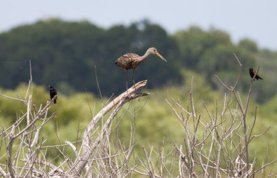 Limpkin